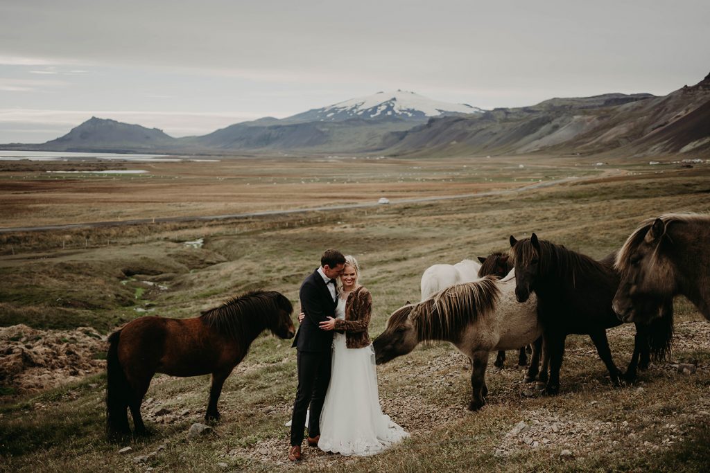 Elopement with Icelandic ponies